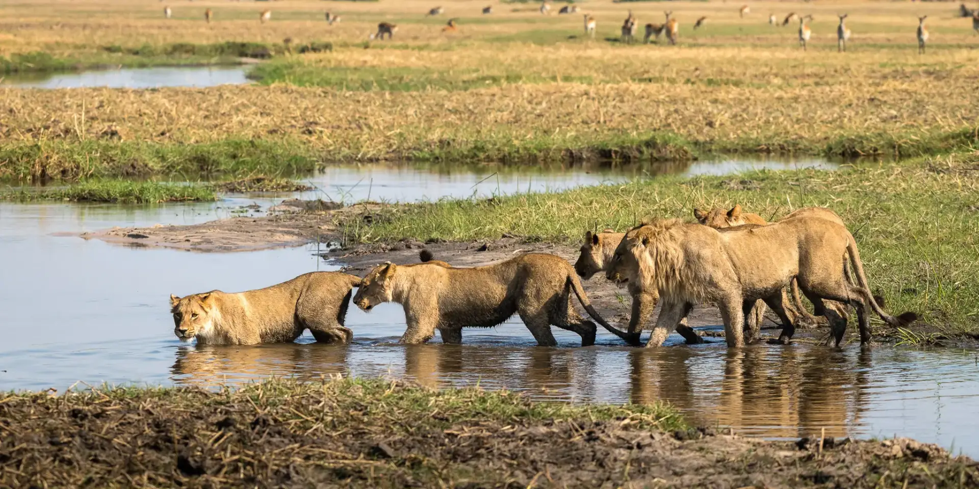 🛶 Botswana’s Okavango Waterways 🛶 Botswana’s Okavango Waterways
