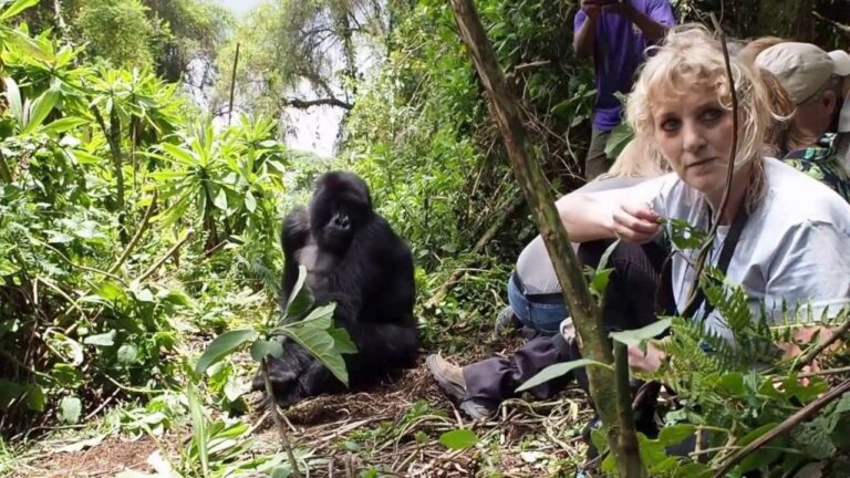 4-days-Bwindi-gorilla-self-drive-tour-and-wildlife-1024x576