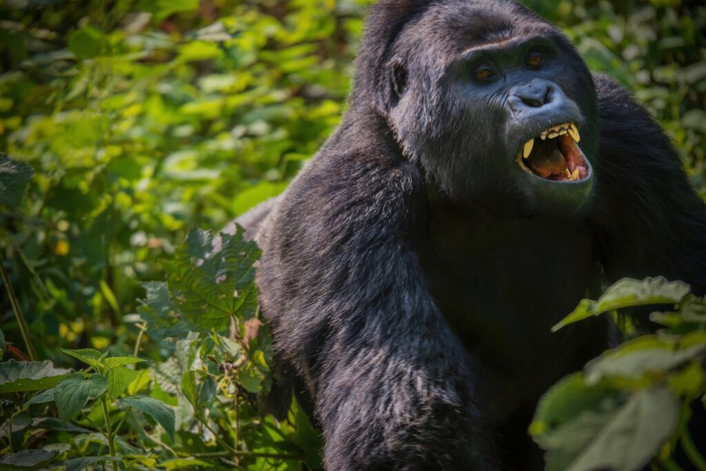 Gorilla Trekking in Bwindi Impenetrable National Park: An Ultimate Adventure with Tribes Gorilla Trekking Tours
