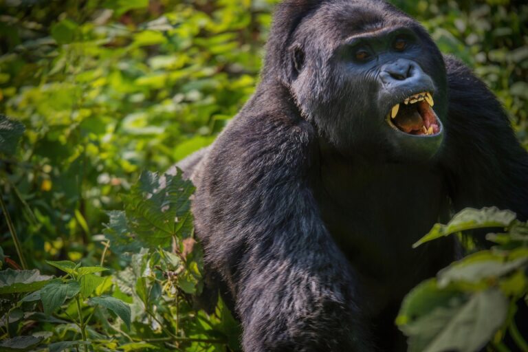 Gorilla Trekking in Bwindi Impenetrable National Park: An Ultimate Adventure with Tribes Gorilla Trekking Tours