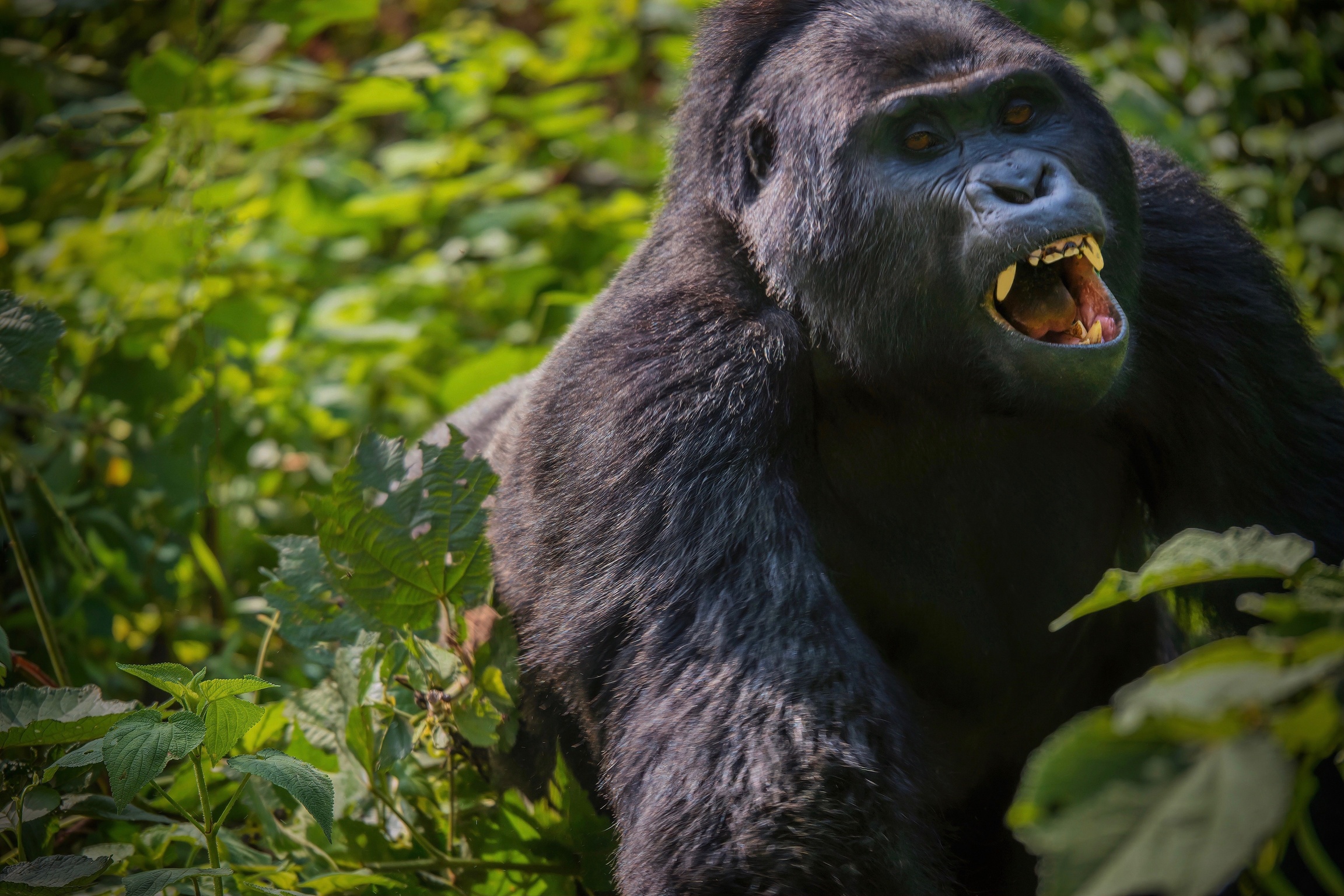 Gorilla Trekking in Bwindi Impenetrable National Park: An Ultimate Adventure with Tribes Gorilla Trekking Tours