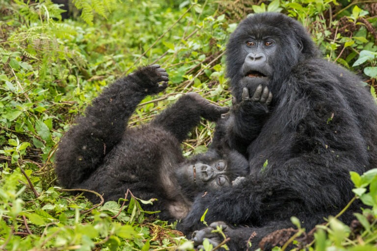 Best gorilla trekking safari deals in Uganda – Bwindi Impenetrable Forest