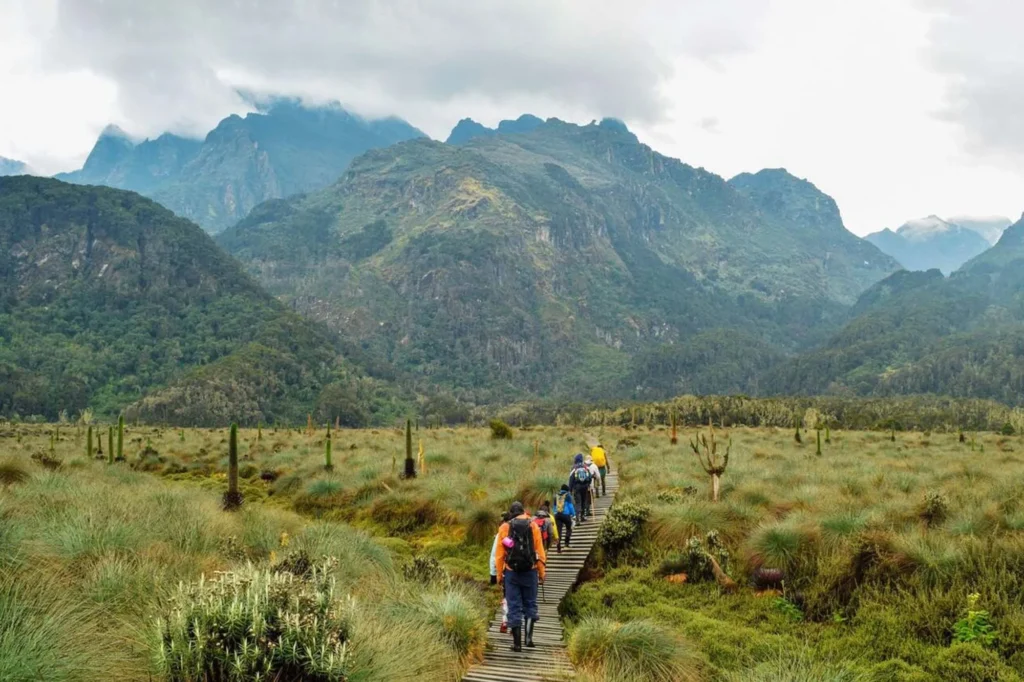 Hiking to the Rwenzori Mountains: A Majestic Adventure with Tribes Gorilla Tours