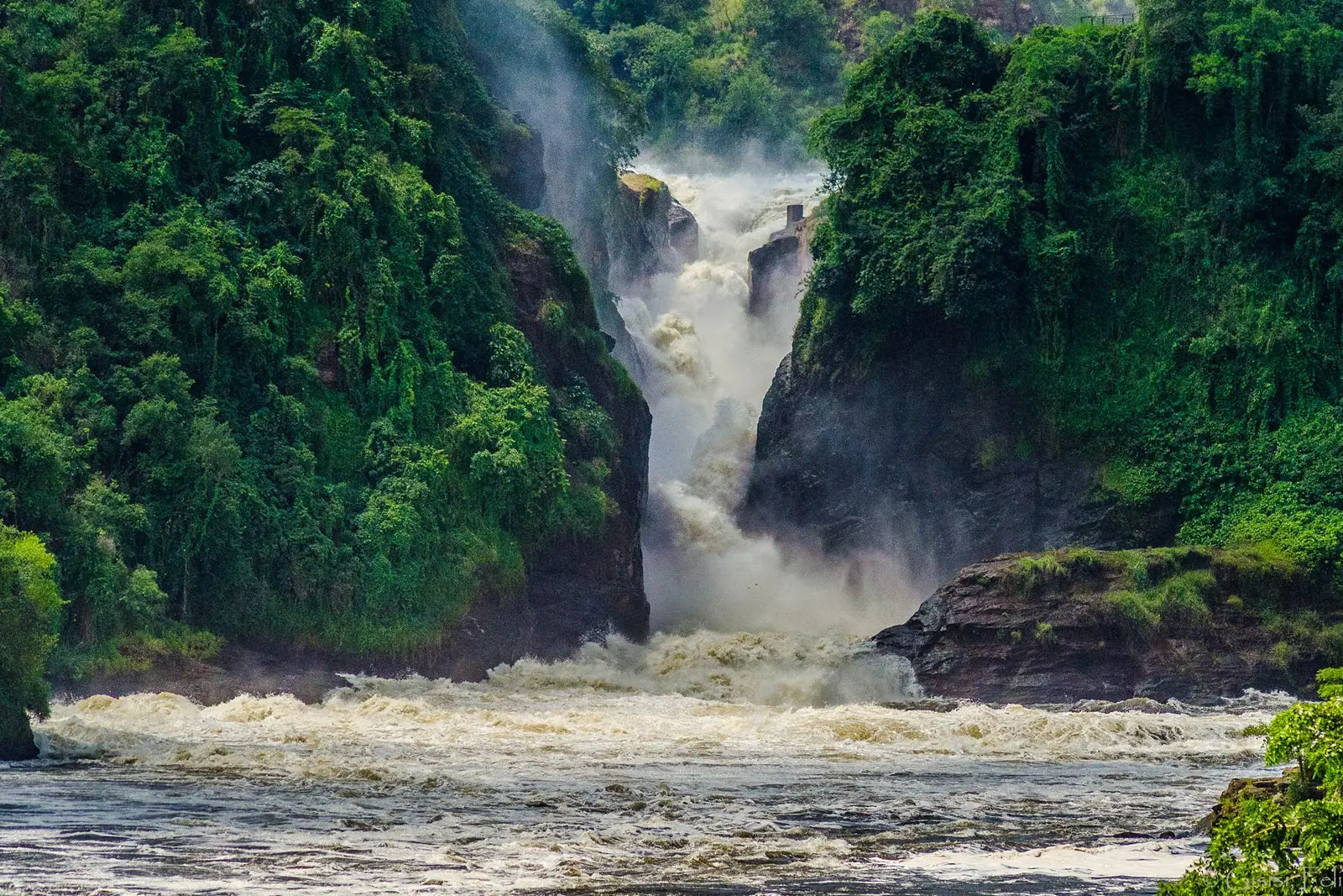 Exploring Murchison Falls National Park: A Wildlife Safari Adventure with Tribes Gorilla Trekking Tours