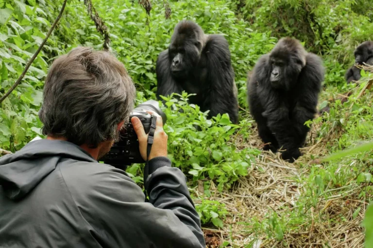 Unforgettable 3-Day Gorilla Trekking Safari in Uganda – Best Affordable Bwindi Experience!