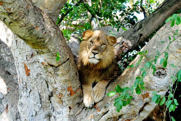 Tree-climbing lion in Queen Elizabeth National Park