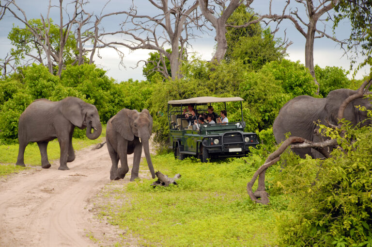 safari-1