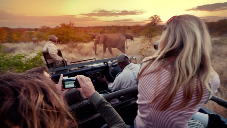safari_pwc