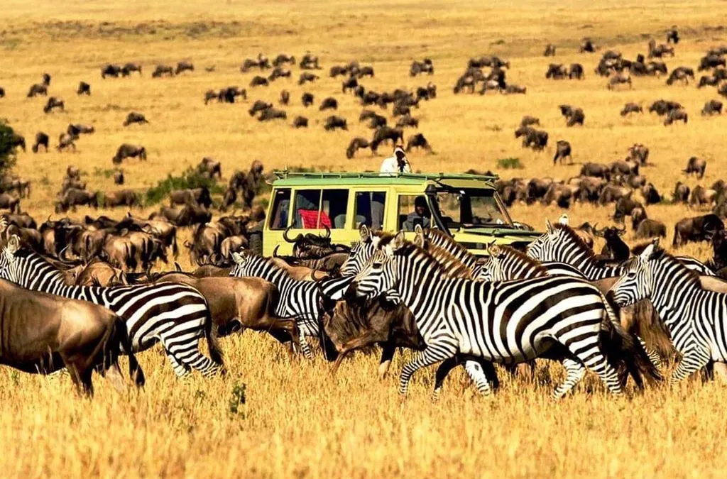 the Great Migration Gorilla Trekking Tours