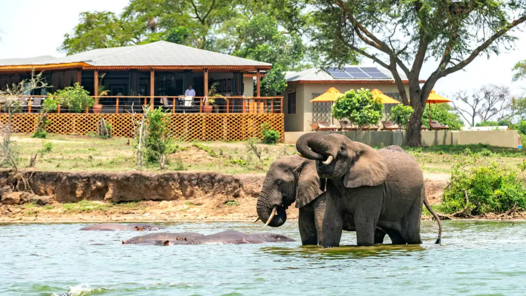 River Safaris: Adventure on the Wild Side with Tribes Gorilla Trekking Tours