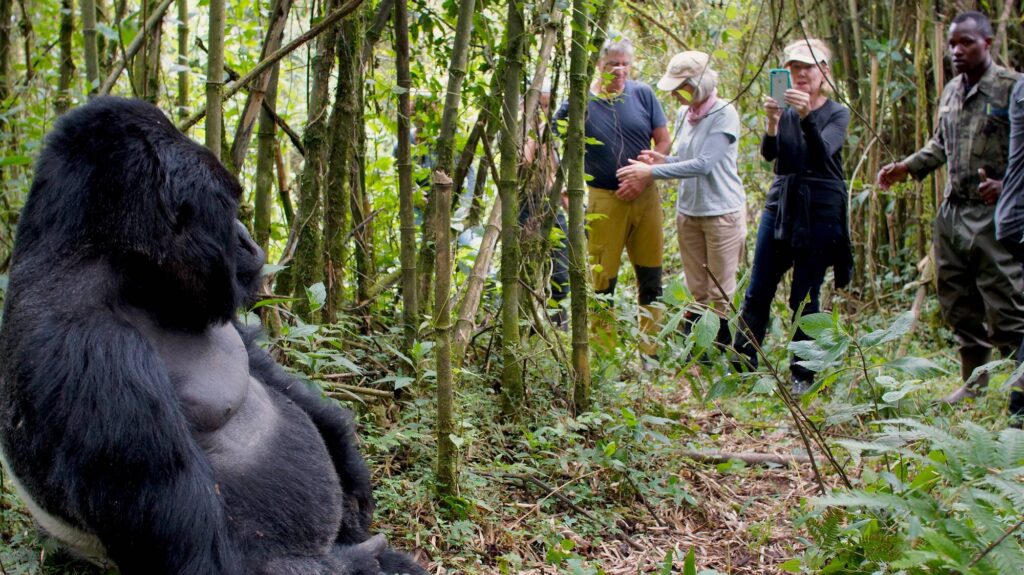 the best safaris in Uganda