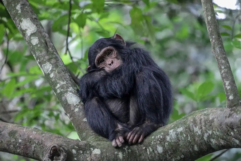 The Ultimate Guide to Gorilla Trekking and Safari Tours in Uganda and Rwanda