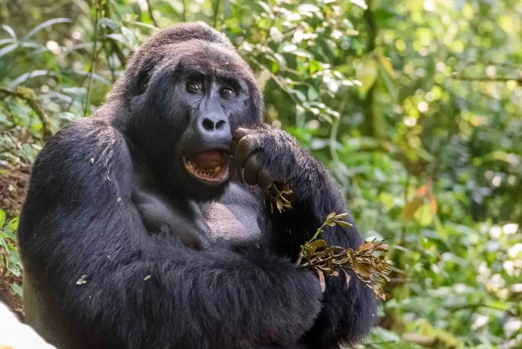 Planning a Multi-Country Safari: Uganda, Slovenia & Sweden Adventure Itinerary | European Safari Combo