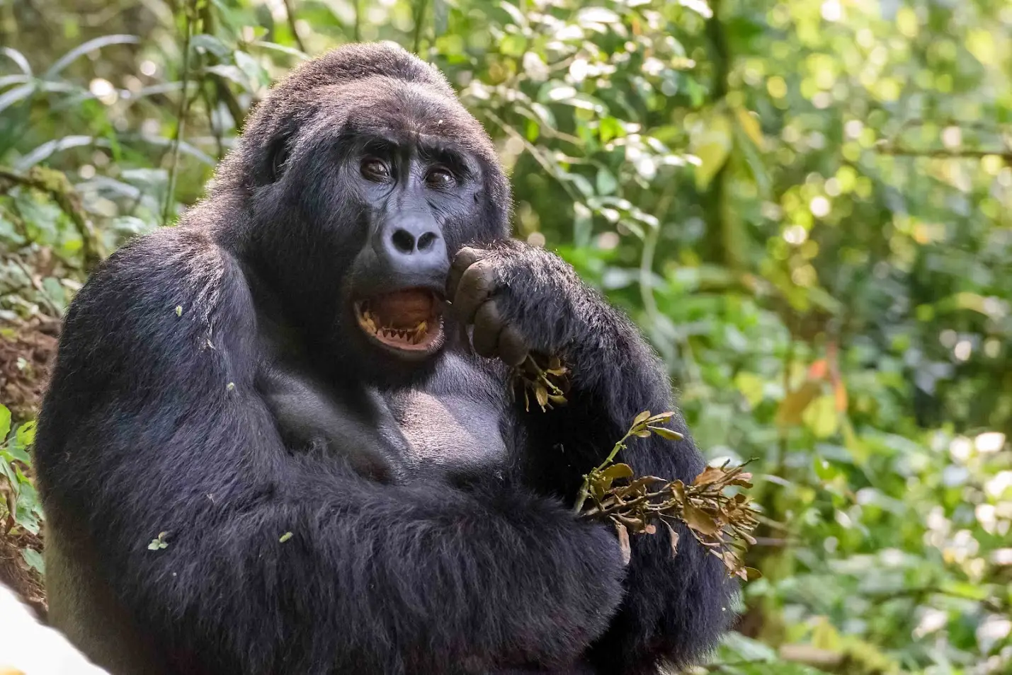 Planning a Multi-Country Safari: Uganda, Slovenia & Sweden Adventure Itinerary | European Safari Combo