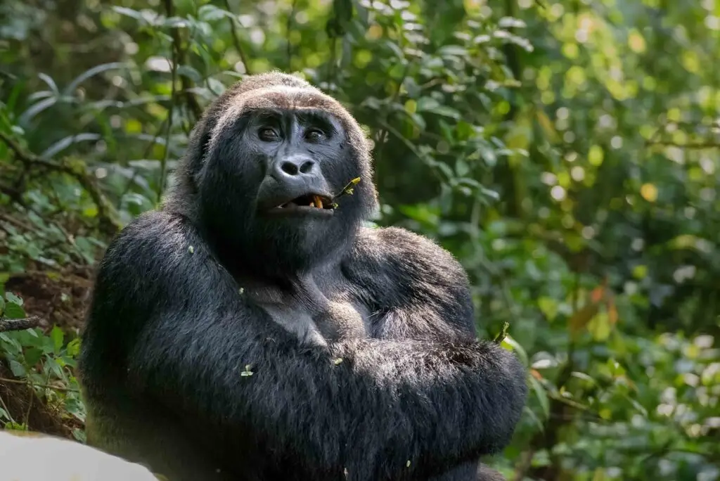 Top Uganda Safari Packages 2026 for American Tourists | Uganda Safari USA Deals 2 Gorilla Trekking Uganda Guide | Bwindi Tours & German Safaris