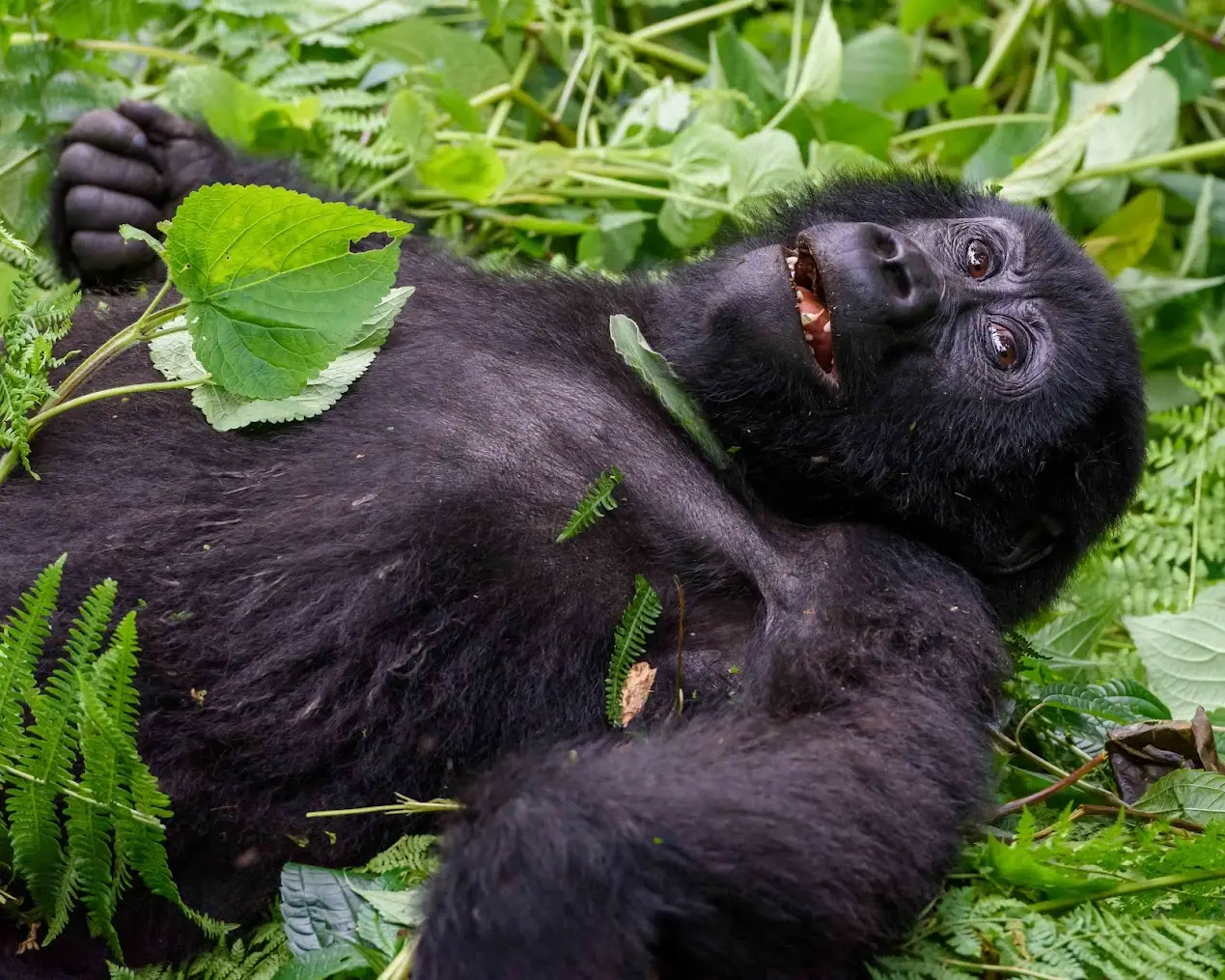 Načrtovanje večdržavne safari: Uganda, Slovenija & Švedska Avanturistični Itinerar