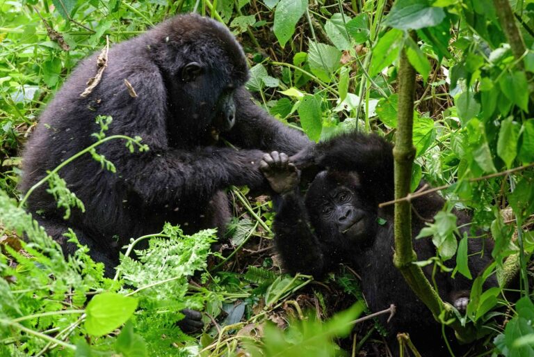 4 Days Gorilla Trekking & Lake Bunyonyi Relaxation 4 Gorilla Trekking Uganda | Bwindi-Touren & Safaris ab Deutschland