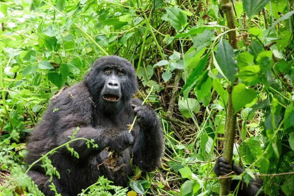 Planera en flerlandssafari: Uganda, Slovenien & Sverige Äventyrsresplan