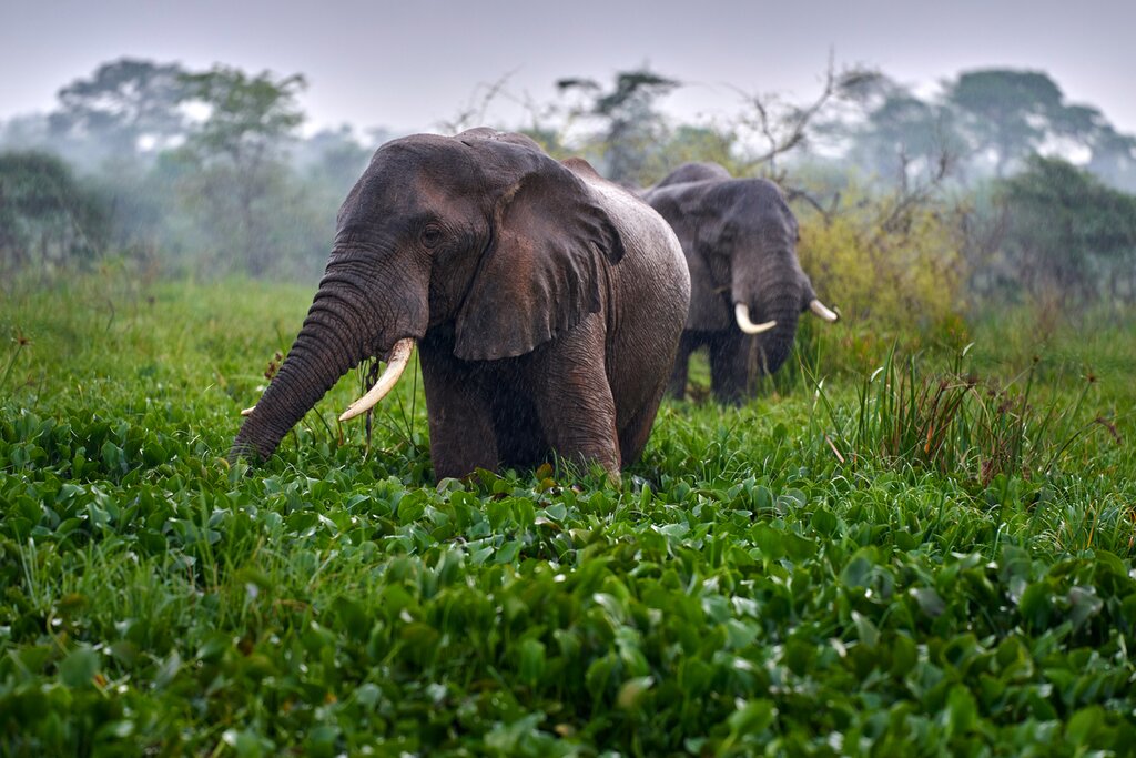 Home 6 7 Days Uganda Primates Safari