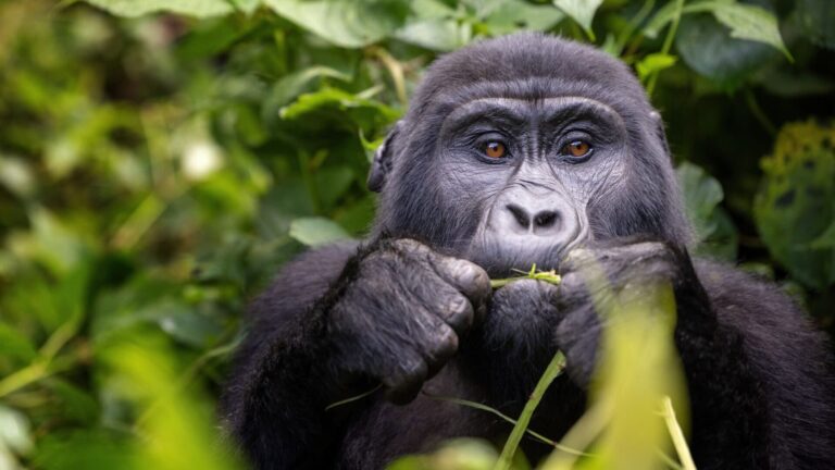 5 Days Uganda Gorilla Trekking & Wildlife Safari Tour 2 Gorilla-safaris