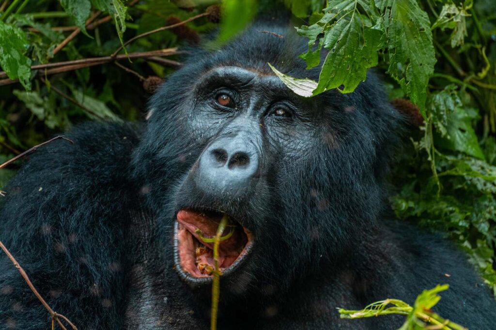 bwindi uganda travel photo 20220227081647333 main image 1 Gorilla Trekking Tours