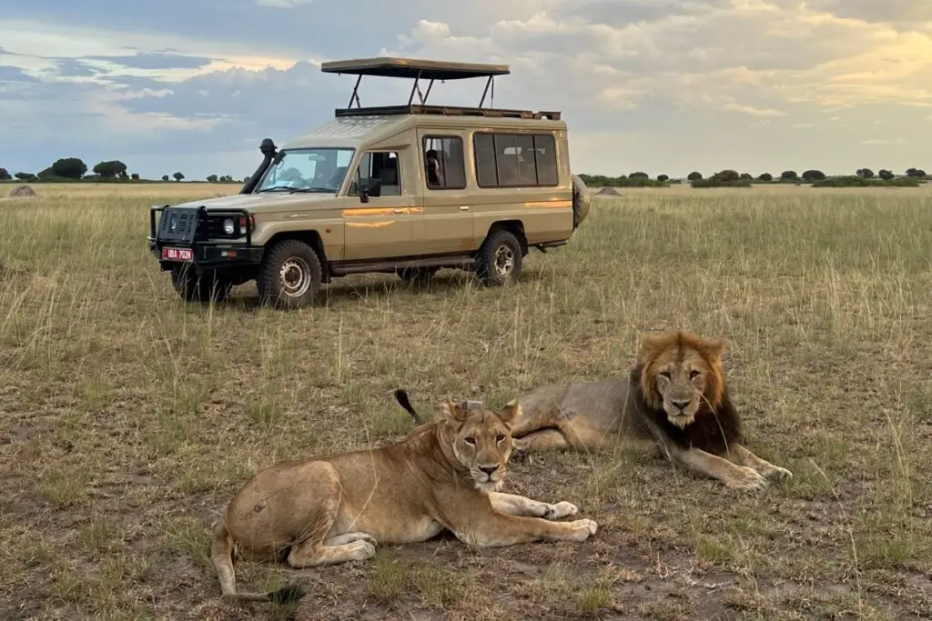 lions-by-landy-on-safari