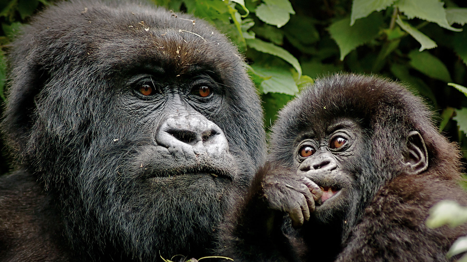 All-inclusive 3 Days Gorilla Trekking Safari Package Uganda