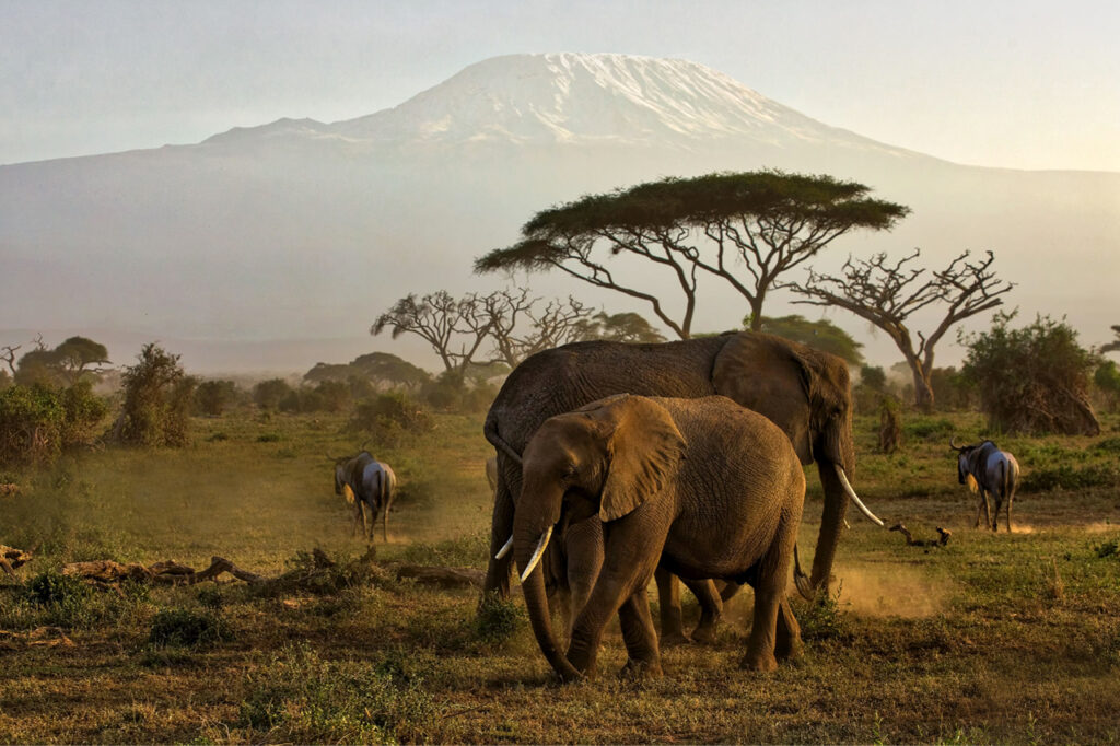 Elephant herd with Kilimanjaro backdrop at dawn