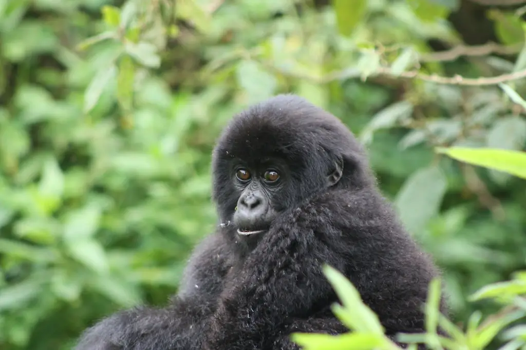 3888608526 a50b338c24 b 1.jpg Uganda Safaris | Tribes Gorilla Trekking Tours