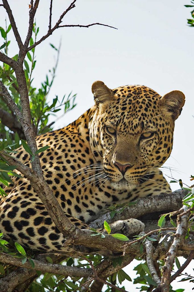 A40Q9935 682x1024 1 Uganda Safaris | Tribes Gorilla Trekking Tours