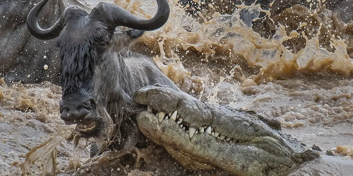 Masai Mara Great Migration Classic Safari 5 Days – Best Time to See River Crossings