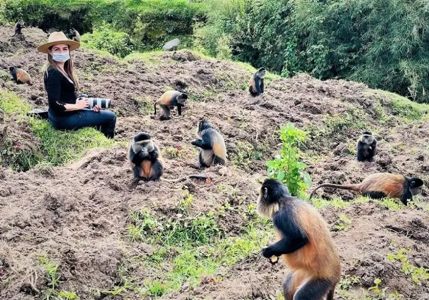 Golden monkey trekking in Rwanda Uganda Safaris | Tribes Gorilla Trekking Tours