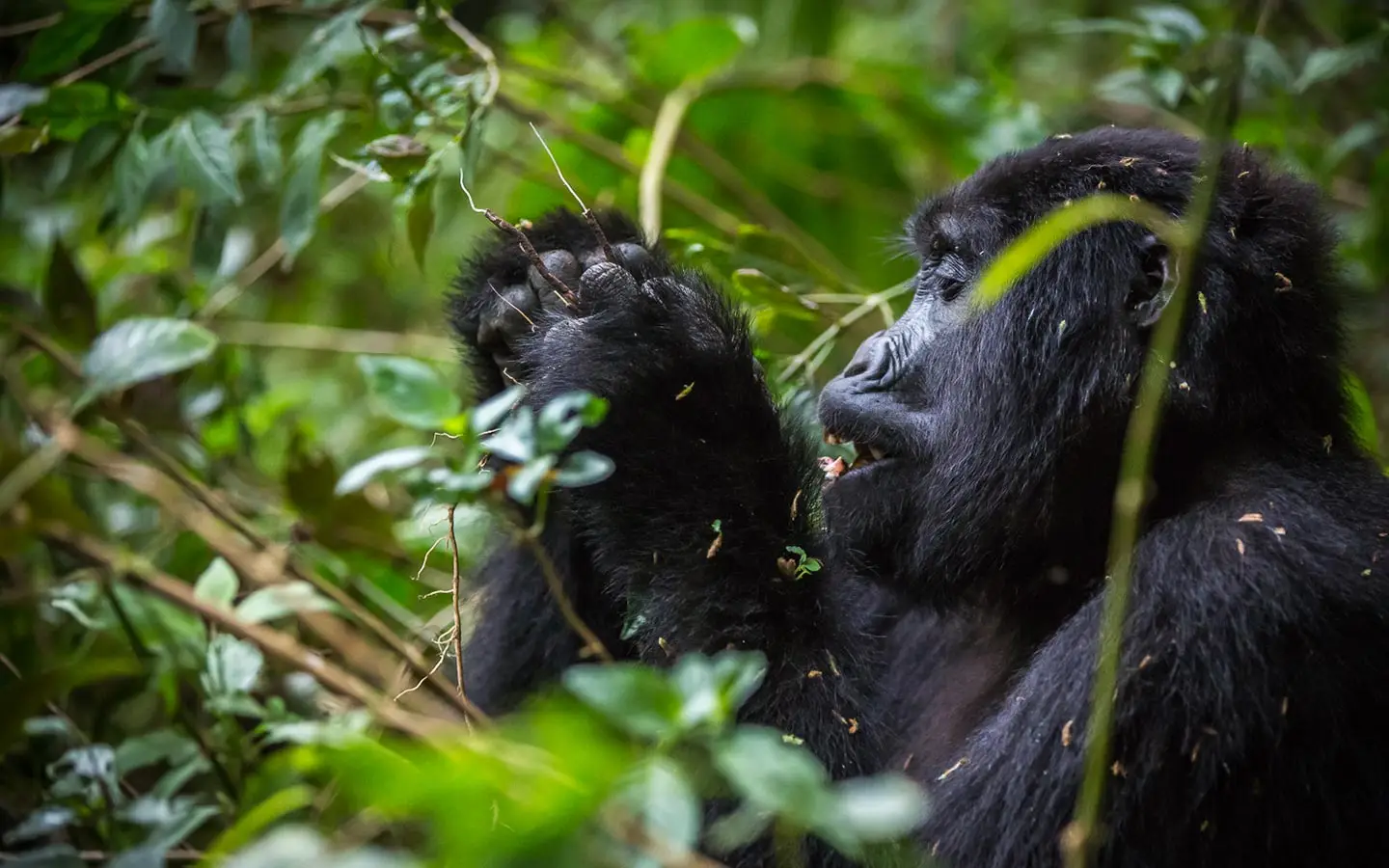 Bwindi Gorilla Trekking and Uganda Big Seven Safari Packages for Eco‑Conscious Travelers