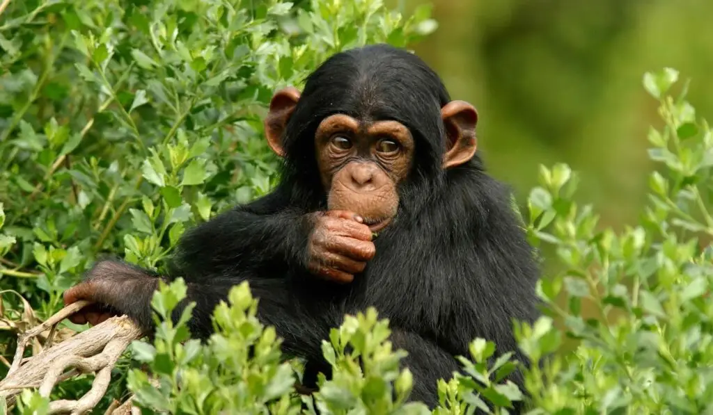 Kibale-Forest-National-Park