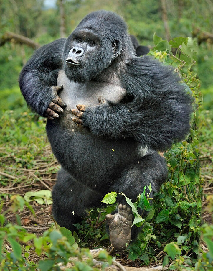 gorilla-safaris-uganda