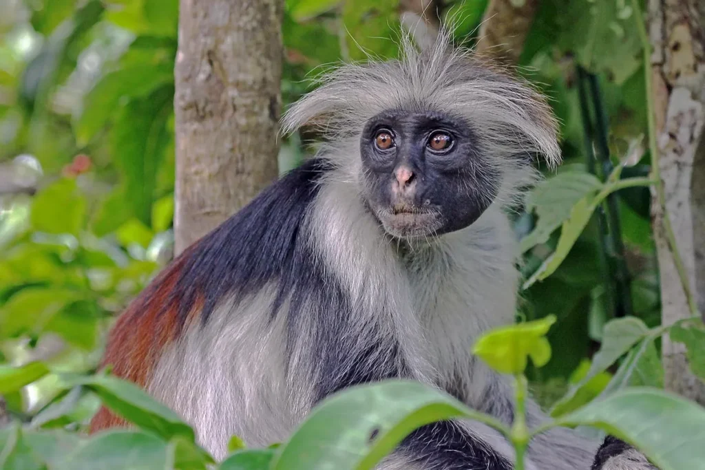 red-colobus-monkey-uganda