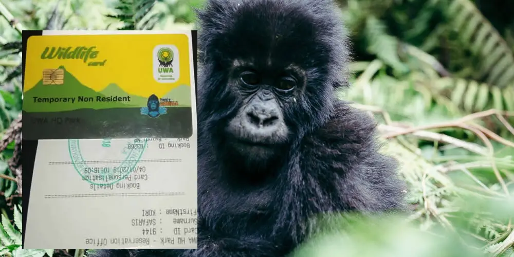 Gorilla Trekking Permit Uganda 2025: Cost, How to Book & What’s Included — Tribes Gorilla Trekking Tours
