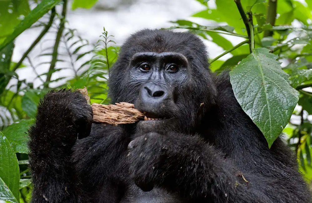 Gorilla Trekking Uganda 2025/2026: The Complete Guide — Tribes Gorilla Trekking Tours