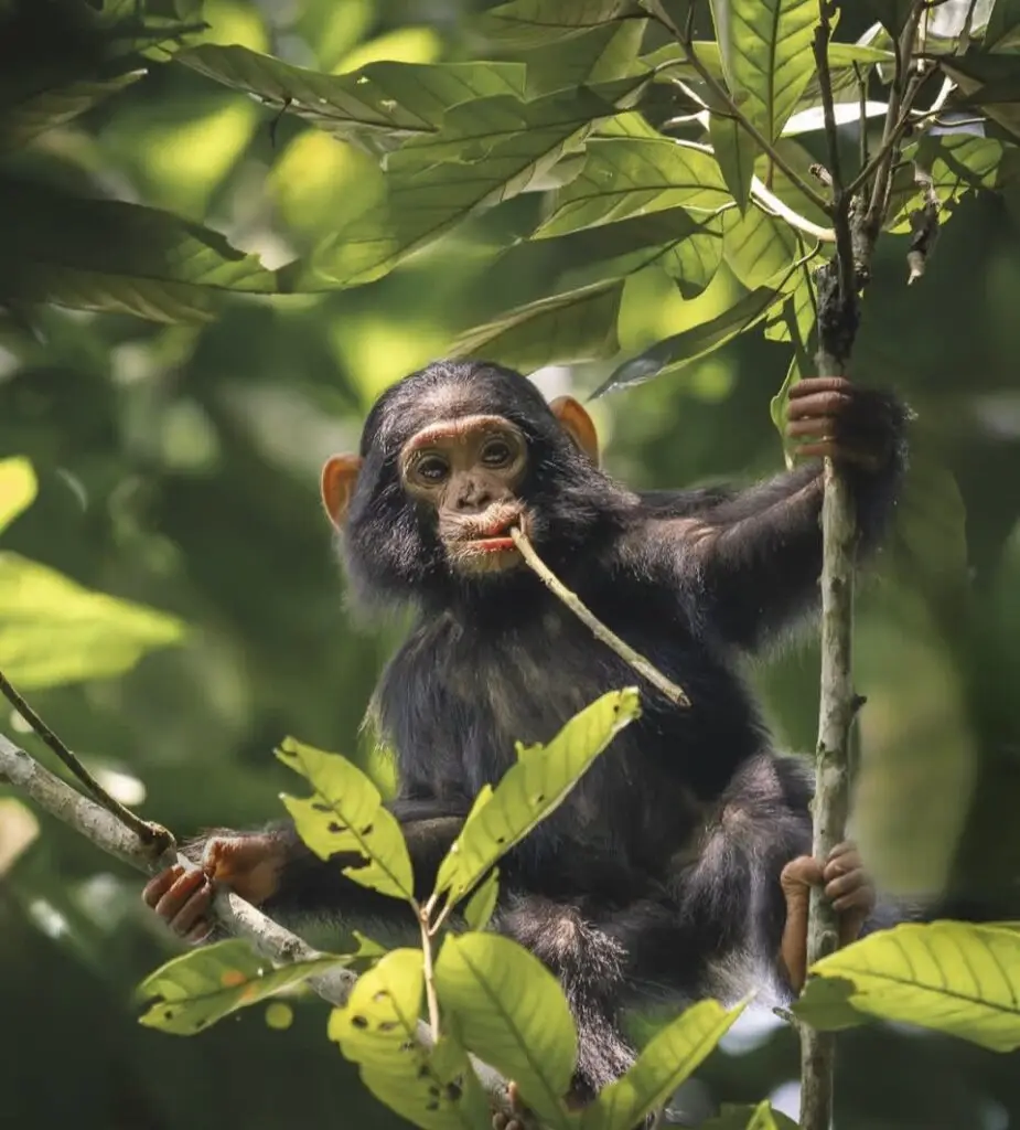 IMG 0790 Uganda Safaris | Tribes Gorilla Trekking Tours