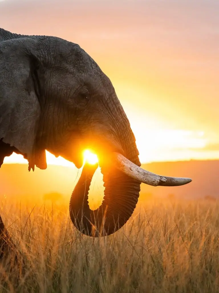 IMG 2805.JPG Uganda Safaris | Tribes Gorilla Trekking Tours