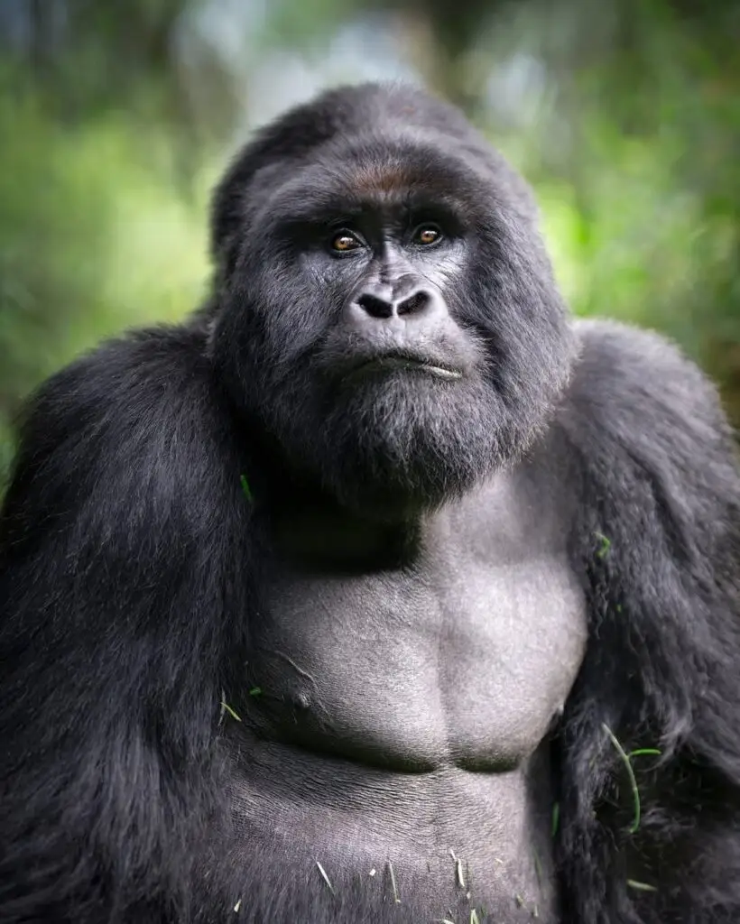 IMG 3231.JPG Uganda Safaris | Tribes Gorilla Trekking Tours