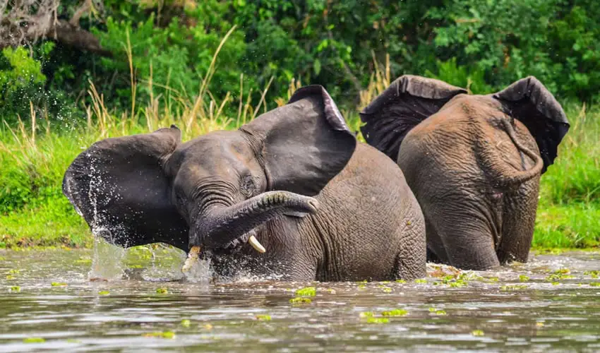 elephant Murchison Falls National Park Uganda savannah