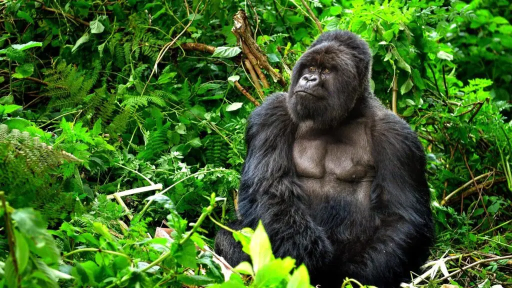 The Transatlantic Traveller's Guide to Gorilla Trekking: Uganda vs. Rwanda for US, UK & European Adventurers