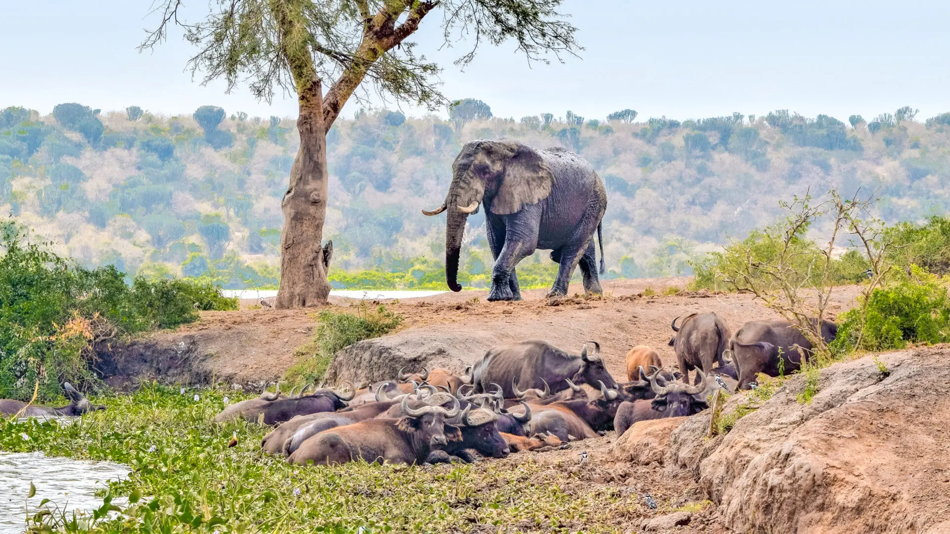 Queen Elizabeth National Park Uganda: Complete Wildlife Guide 2025/2026 — Tribes Gorilla Trekking Tours