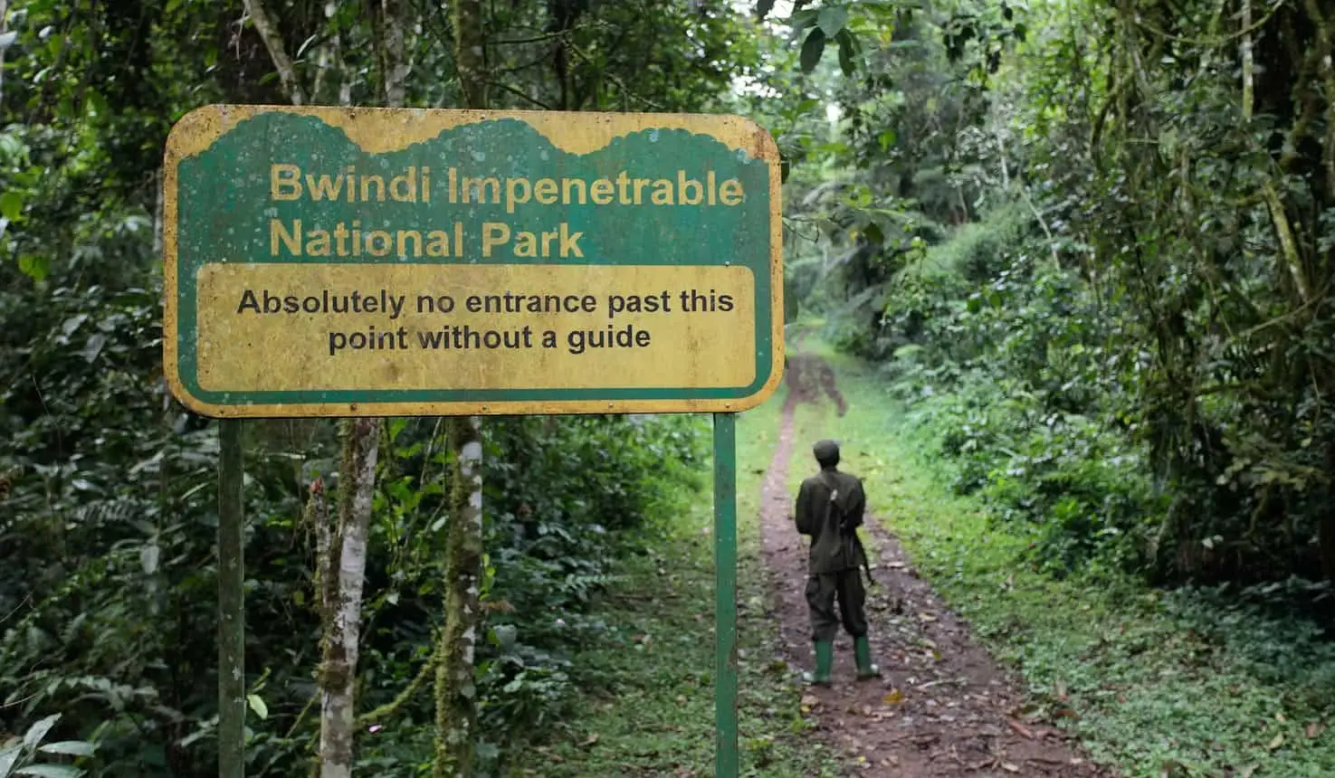 Bwindi vs Mgahinga Gorilla Trekking 2025: Which Park Is Better? — Tribes Gorilla Trekking Tours