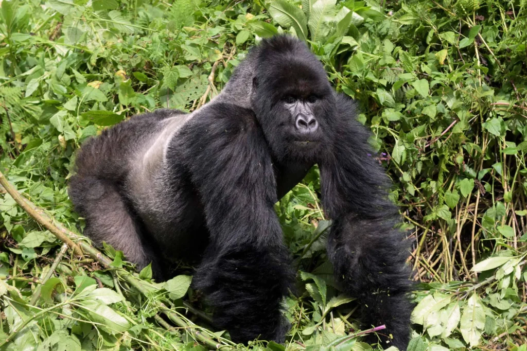 mountain gorilla silverback Uganda