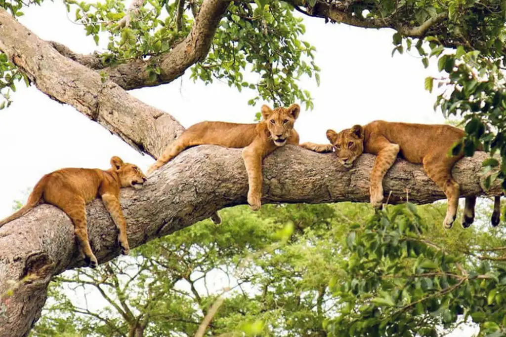 tree climbing lions Uganda,