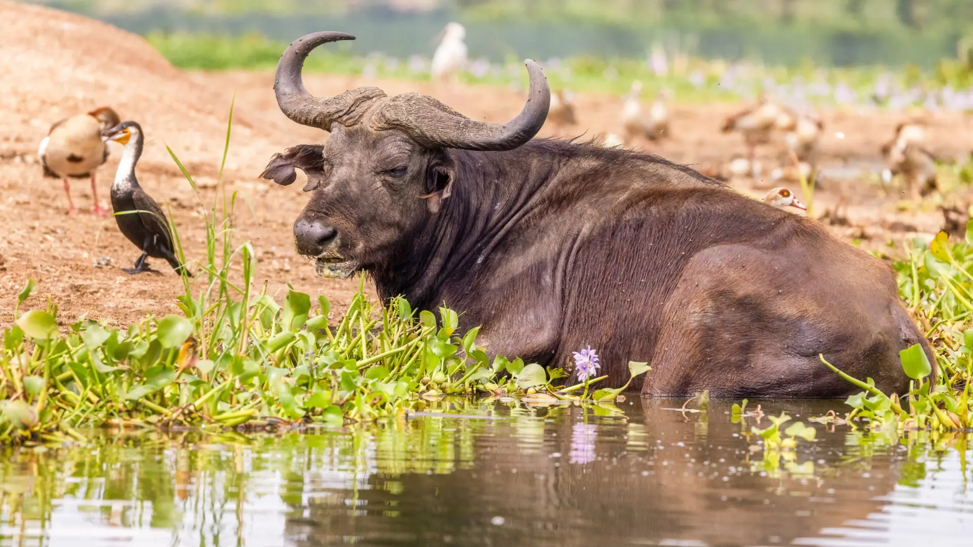 Queen Elizabeth National Park Uganda: Complete Wildlife Guide 2025/2026 — Tribes Gorilla Trekking Tours