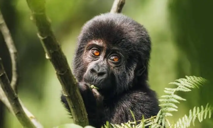 A young gorilla with expressive eyes holds onto a tree branch, surrounded by lush green foliage in a forest setting—an unforgettable moment you might experience on a 5-Day Uganda Gorilla Trekking & Wildlife Safari Tour.