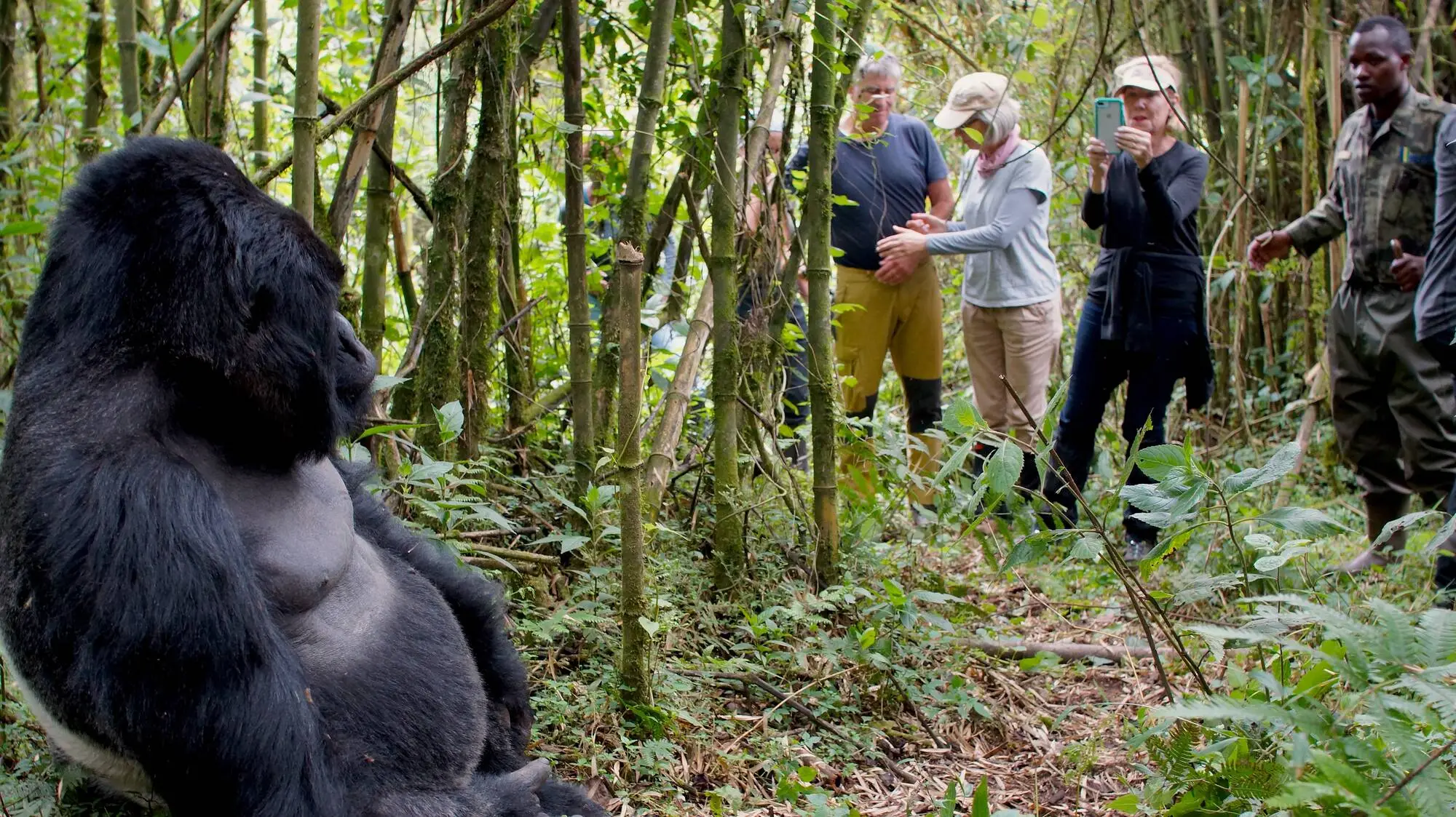 Beyond the Trek: How to Plan a Seamless Gorilla Safari for North American & European Clients
